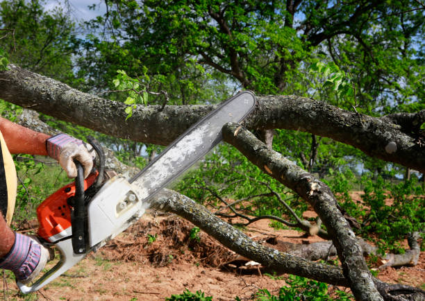 Leaf Removal in Coronita, CA